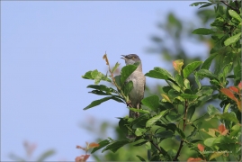 <p>PĚNICE VLAŠSKÁ (Sylvia nisoria) Dolní Podluží ---- /Berred warbler - Sperbergerasmücke/</p>